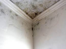 Mold Remediation for Vacation Homes in East Niles, CA