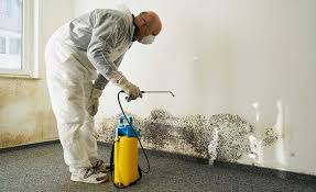 Best Water Damage & Mold Remediation  in East Niles, CA